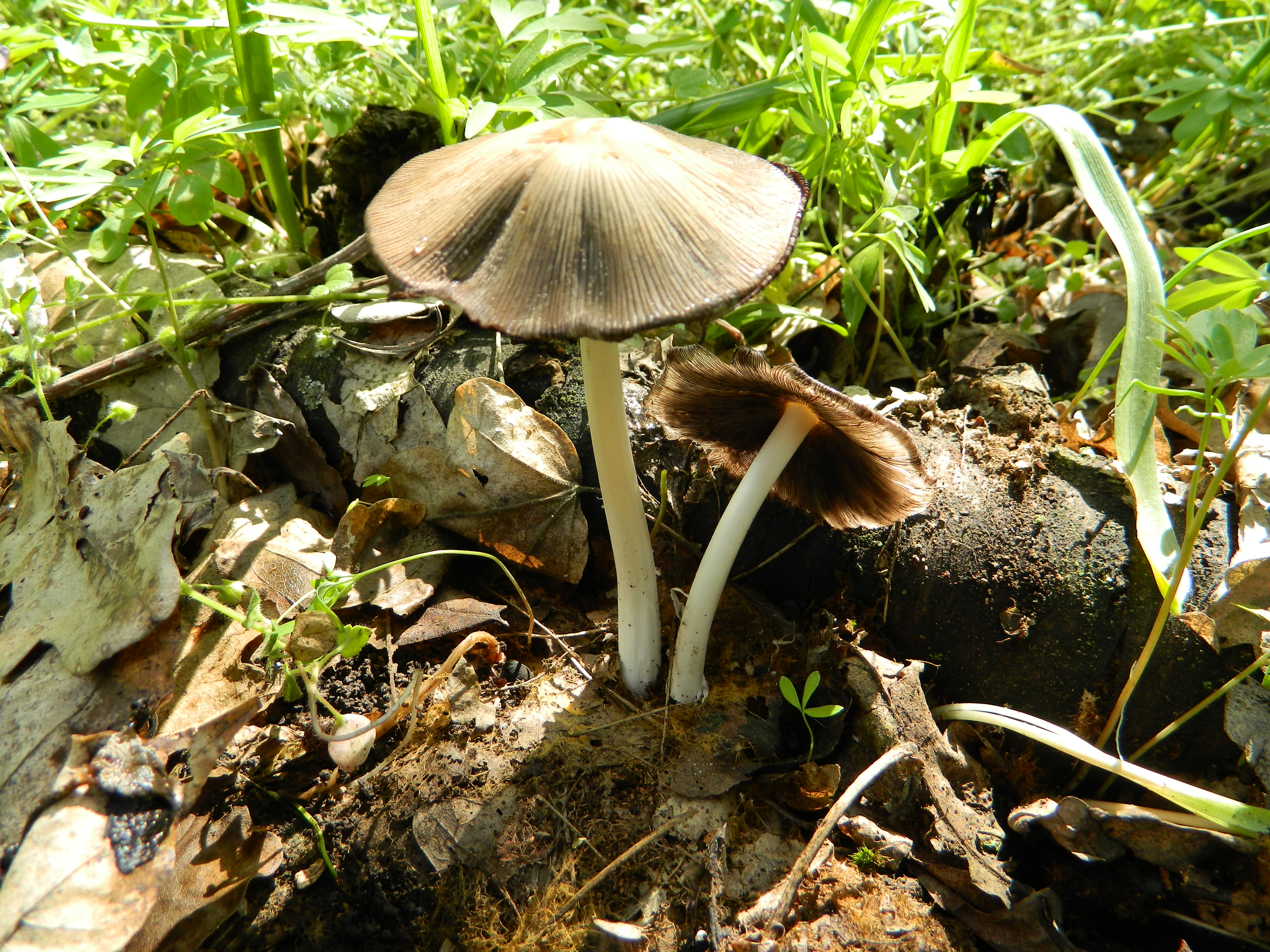 Mycobiota României