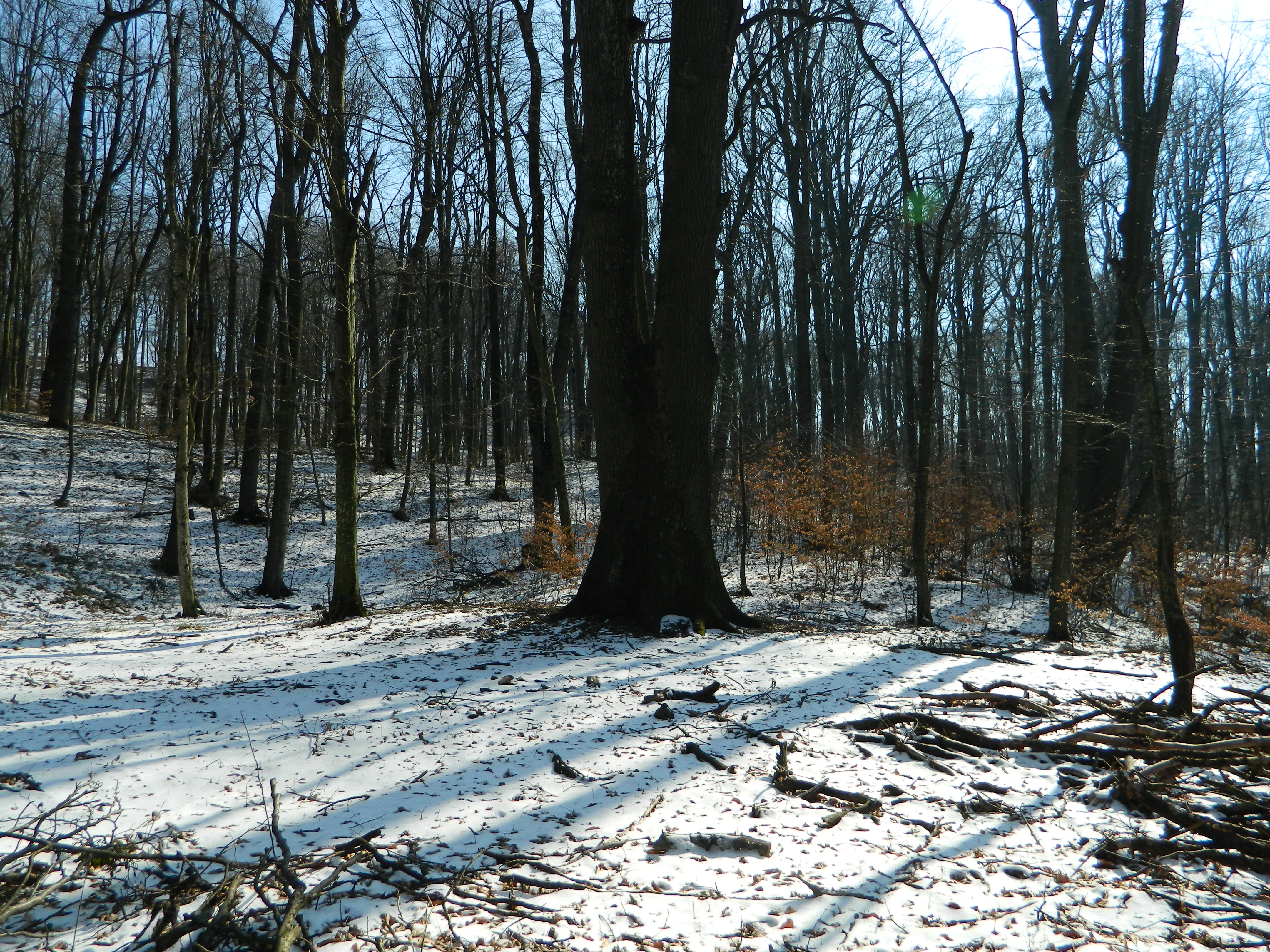 21 MARTIE - ZIUA INTERNAȚIONALĂ A PĂDURILOR