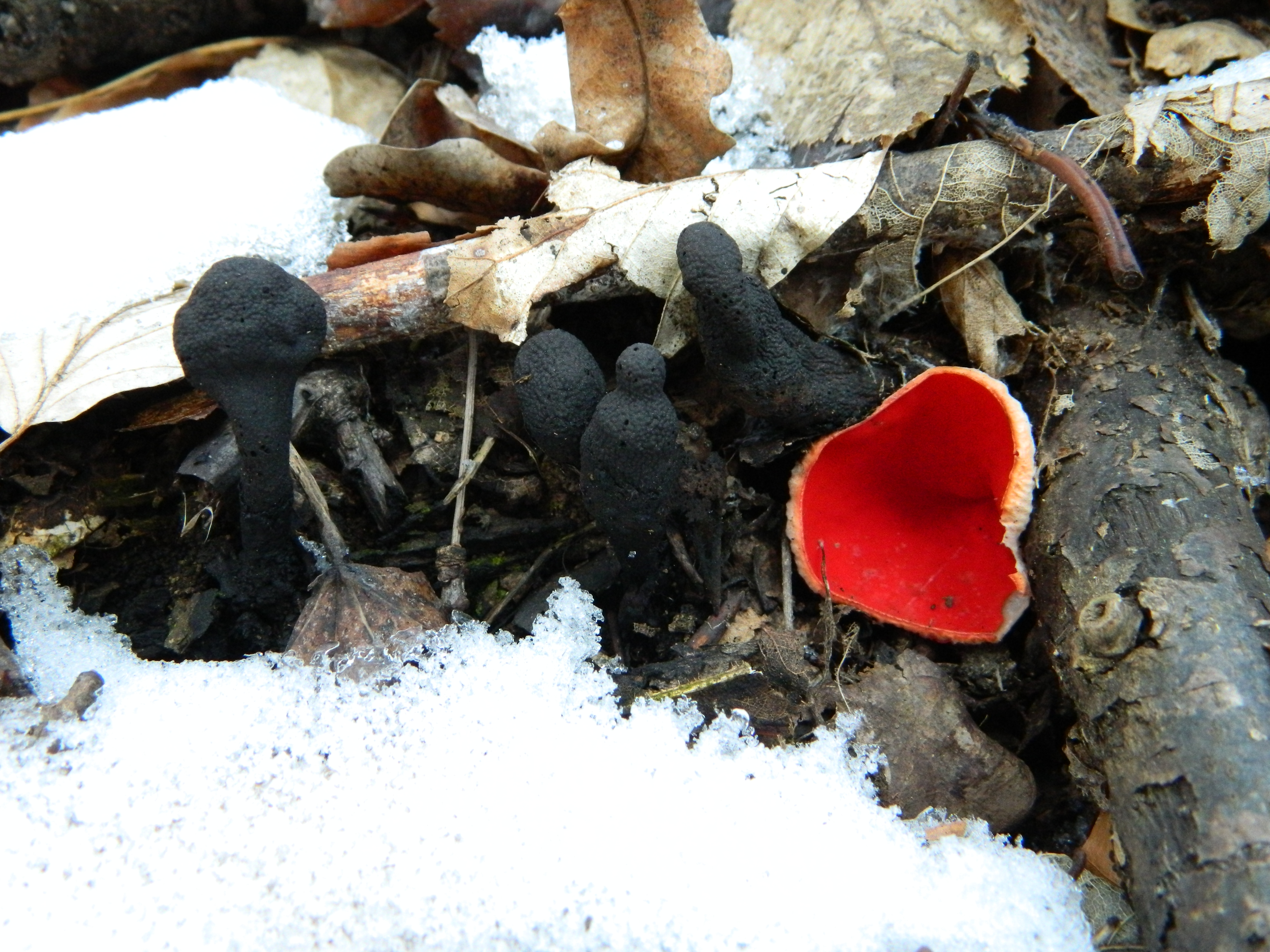 21 MARTIE - ZIUA INTERNAȚIONALĂ A PĂDURILOR