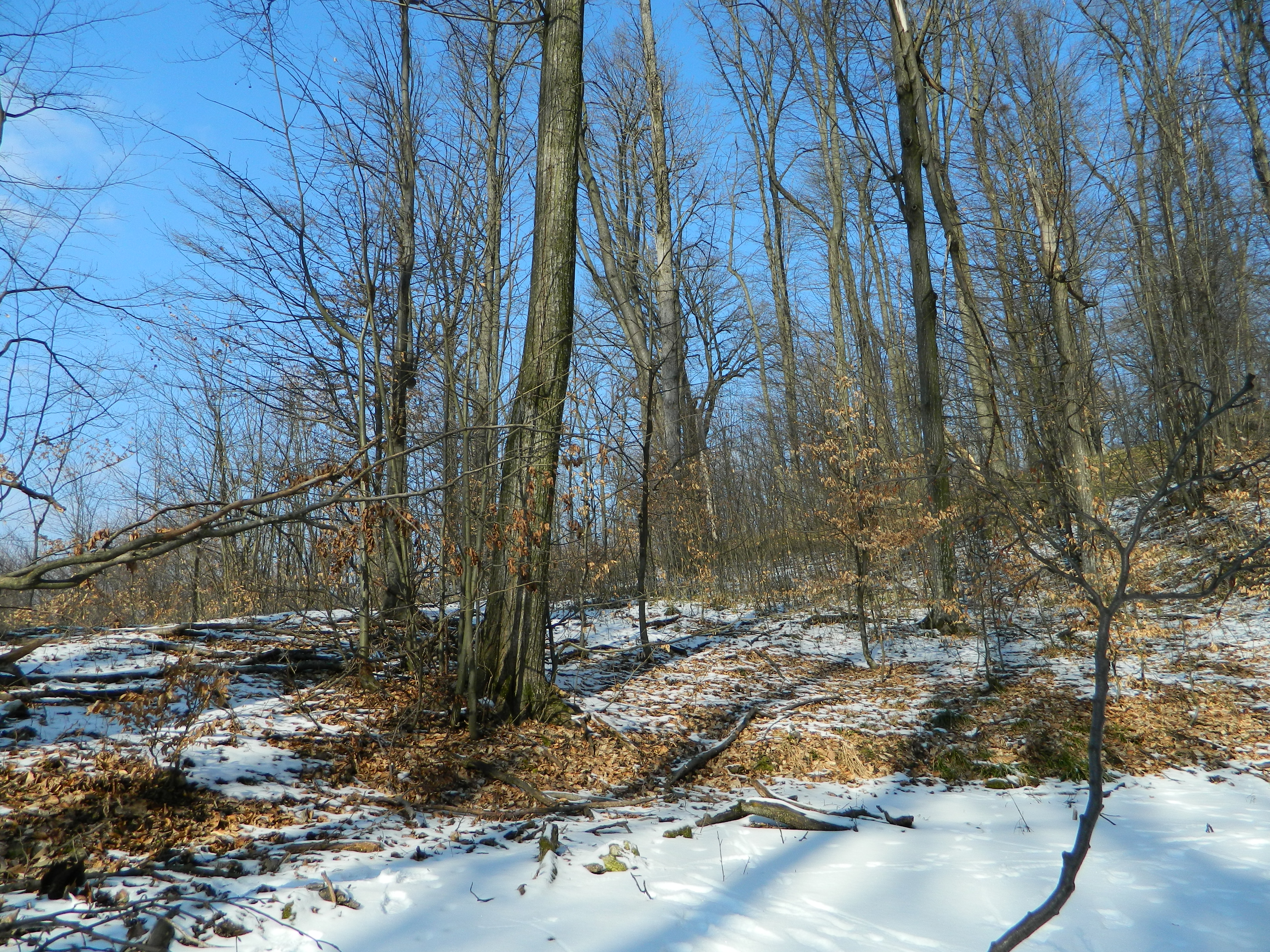 21 MARTIE - ZIUA INTERNAȚIONALĂ A PĂDURILOR