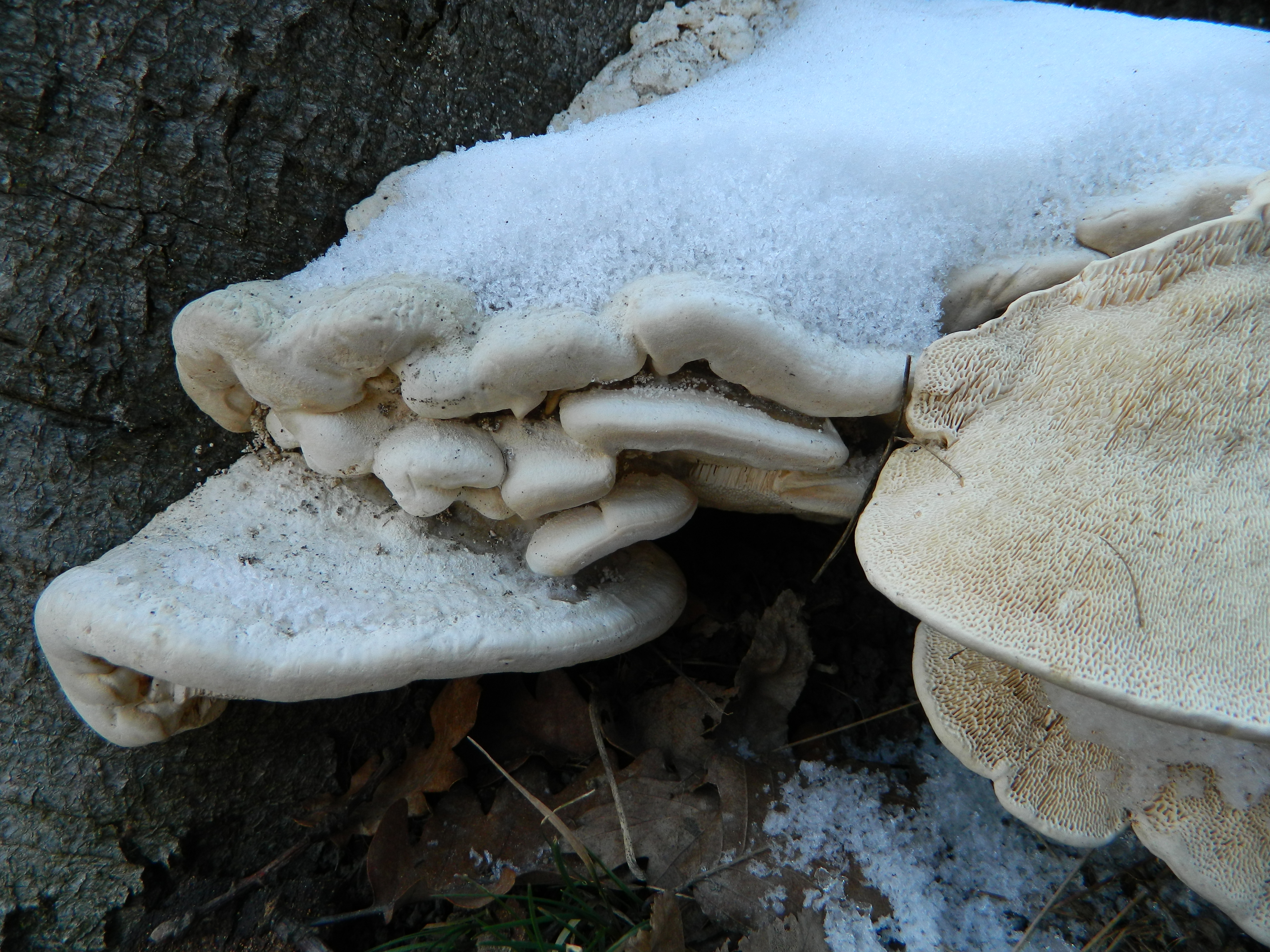 21 MARTIE - ZIUA INTERNAȚIONALĂ A PĂDURILOR