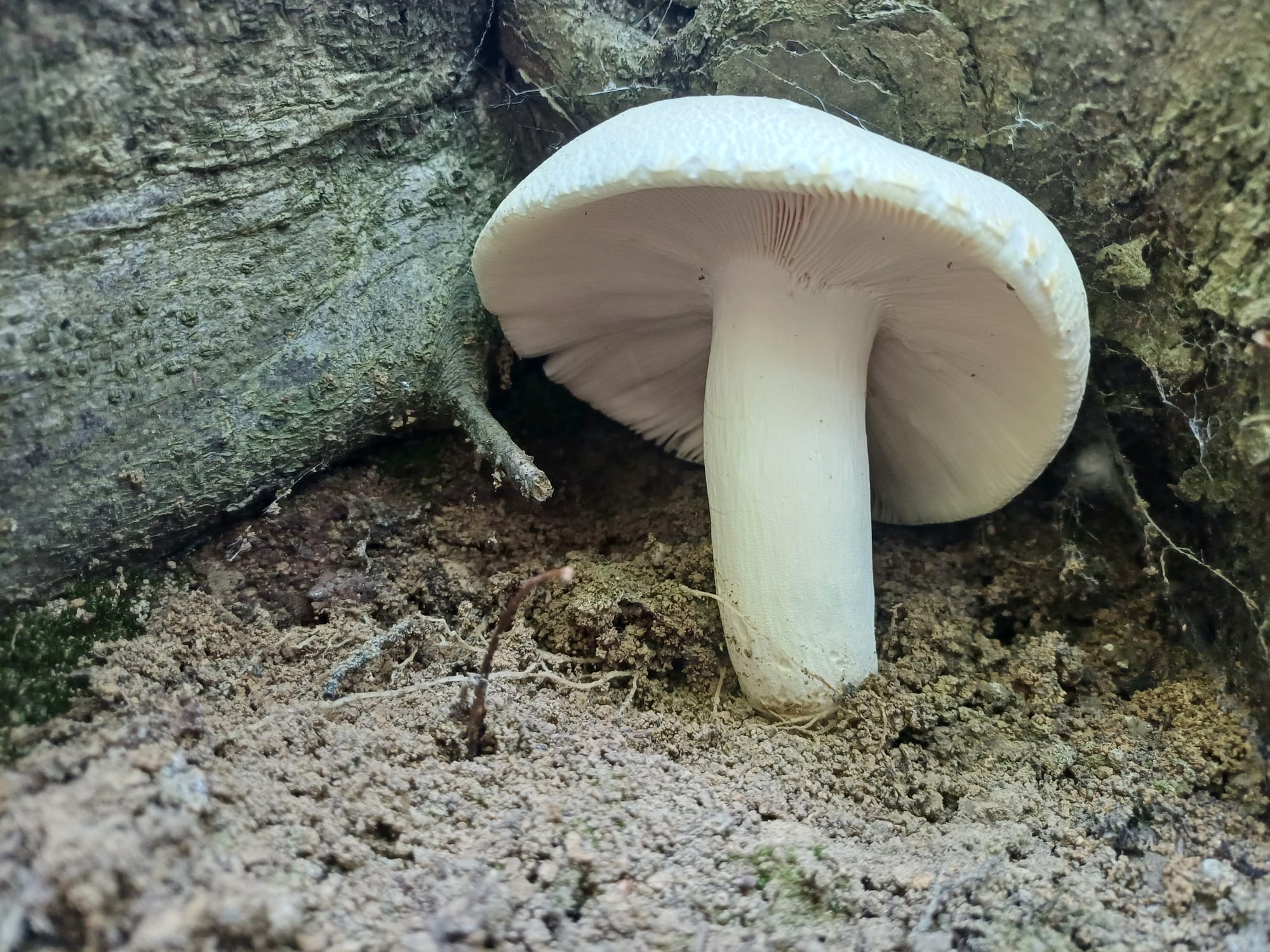 Activitate de teren micologică - 12 iulie 2026