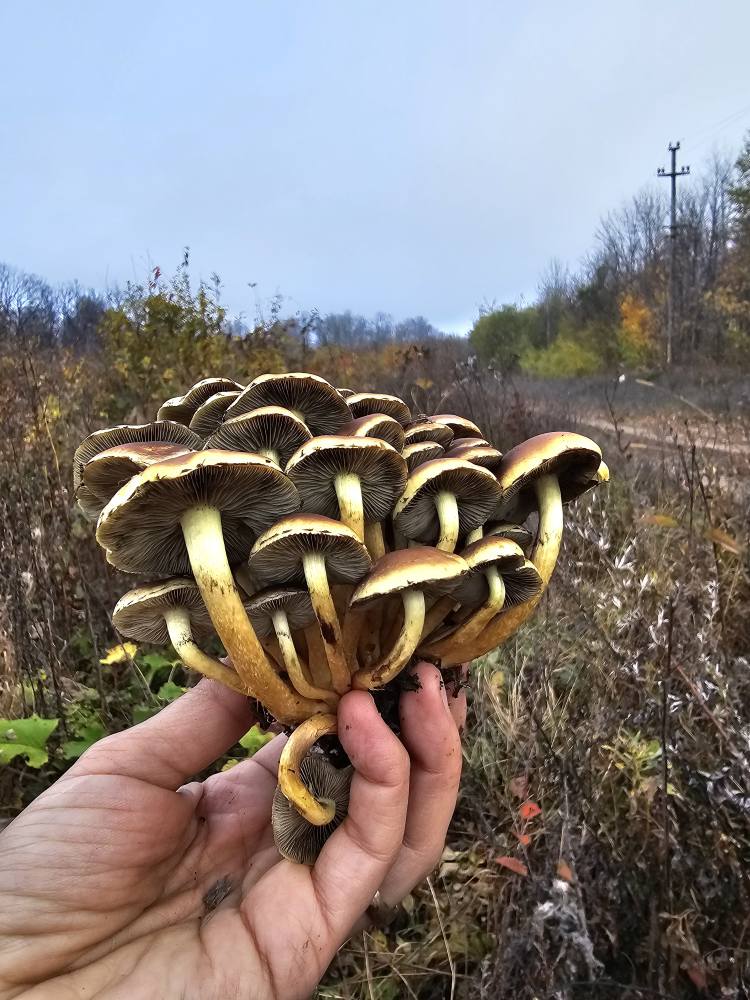 Activitate de teren – Monitorizarea diversității fungice în masivul păduros Bârnova-Repedea, Iași