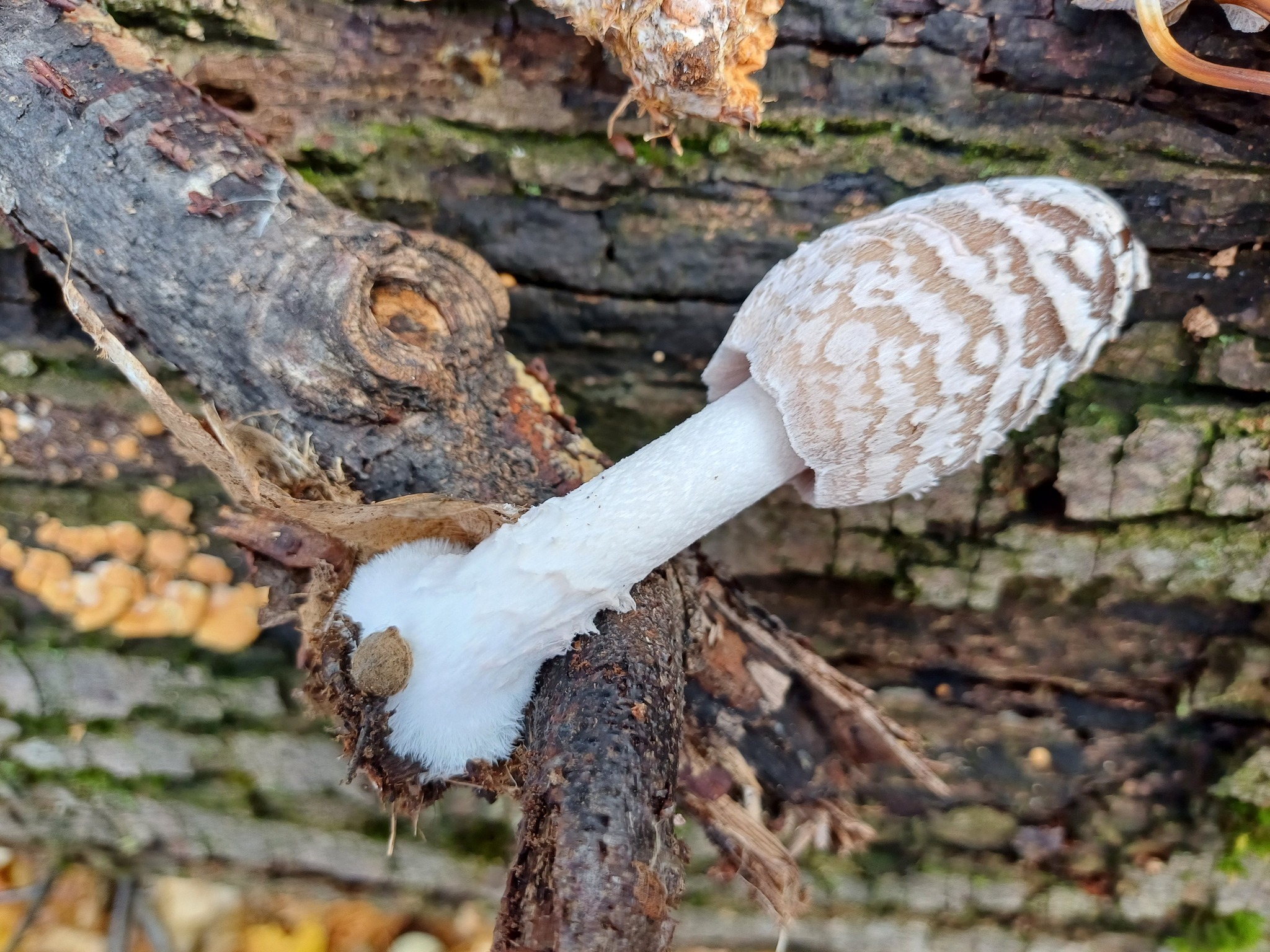 Activitate de teren – Monitorizarea diversității fungice în masivul păduros Bârnova-Repedea, Iași