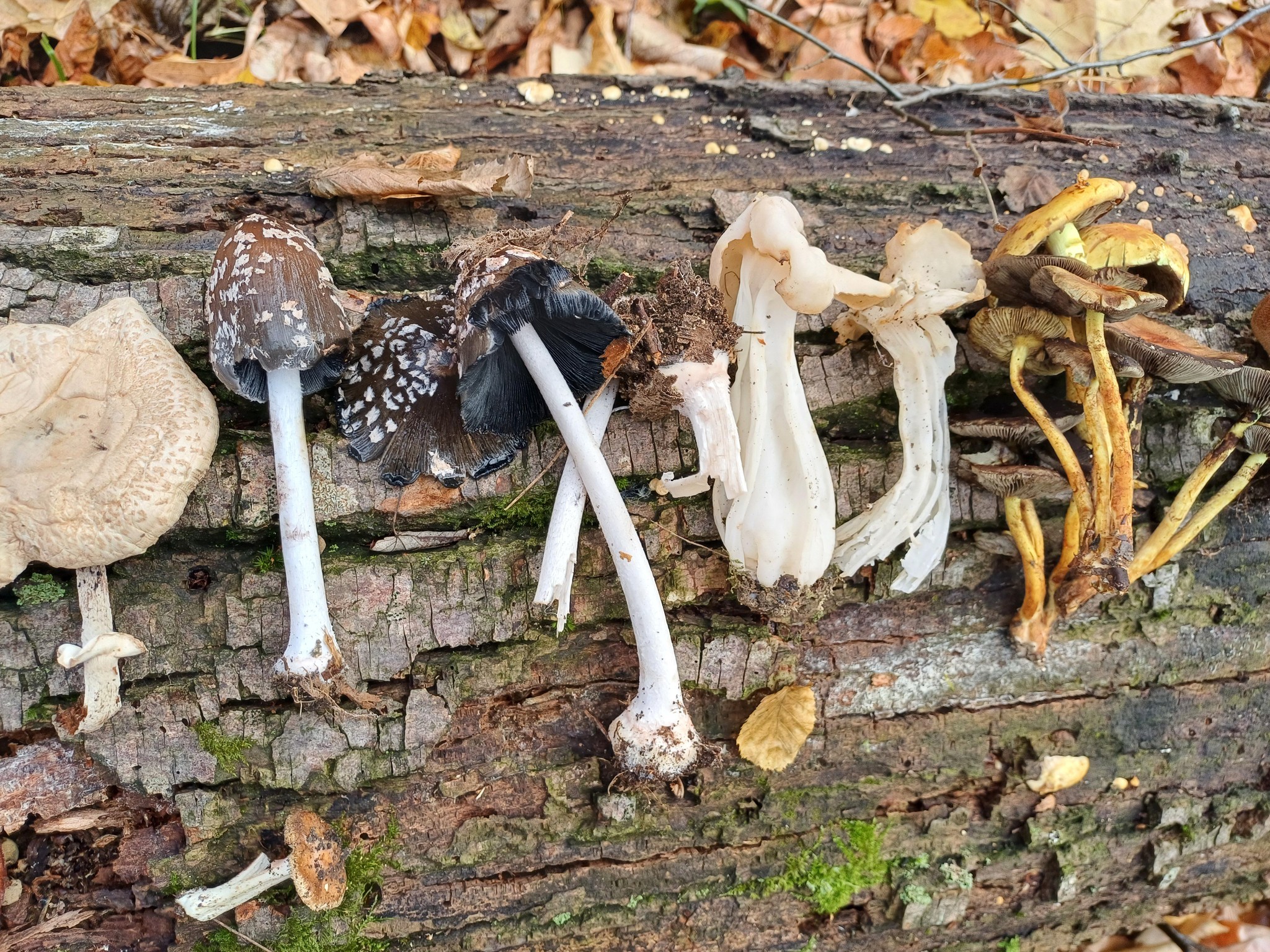 Activitate de teren – Monitorizarea diversității fungice în masivul păduros Bârnova-Repedea, Iași