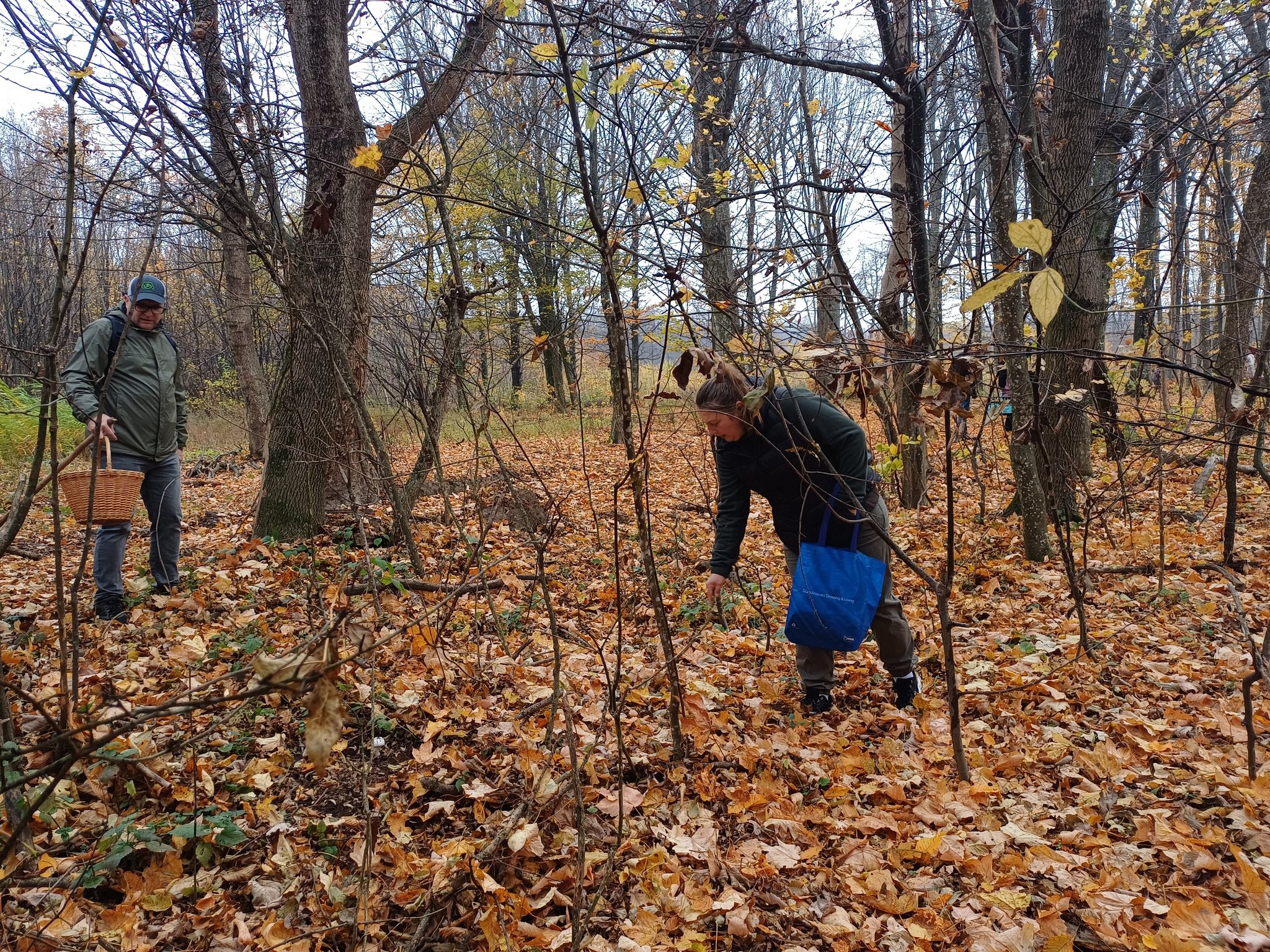 Activitate de teren – Monitorizarea diversității fungice în masivul păduros Bârnova-Repedea, Iași