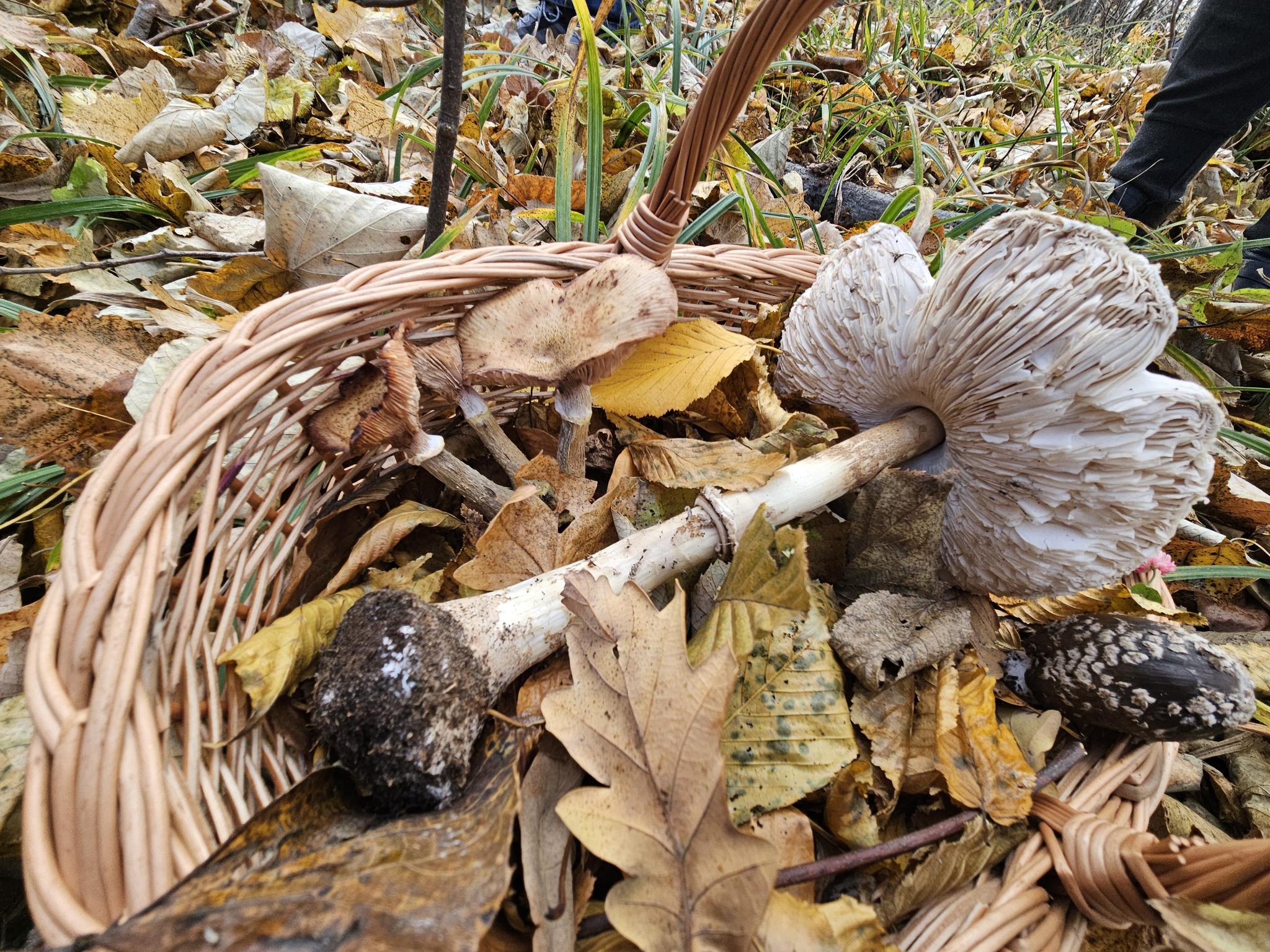 Activitate de teren – Monitorizarea diversității fungice în masivul păduros Bârnova-Repedea, Iași