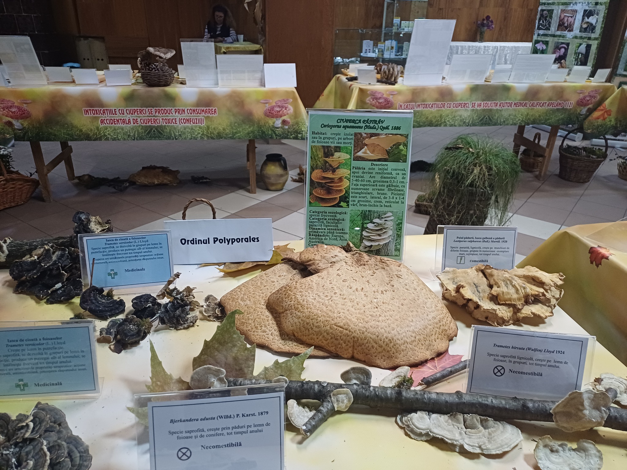 Expoziţia temporară de ciuperci proaspete „LUMEA CIUPERCILOR”, ediţia a XIX-a, Complexul Muzeal de Ştiinţele Naturii „Ion Borcea” Bacău