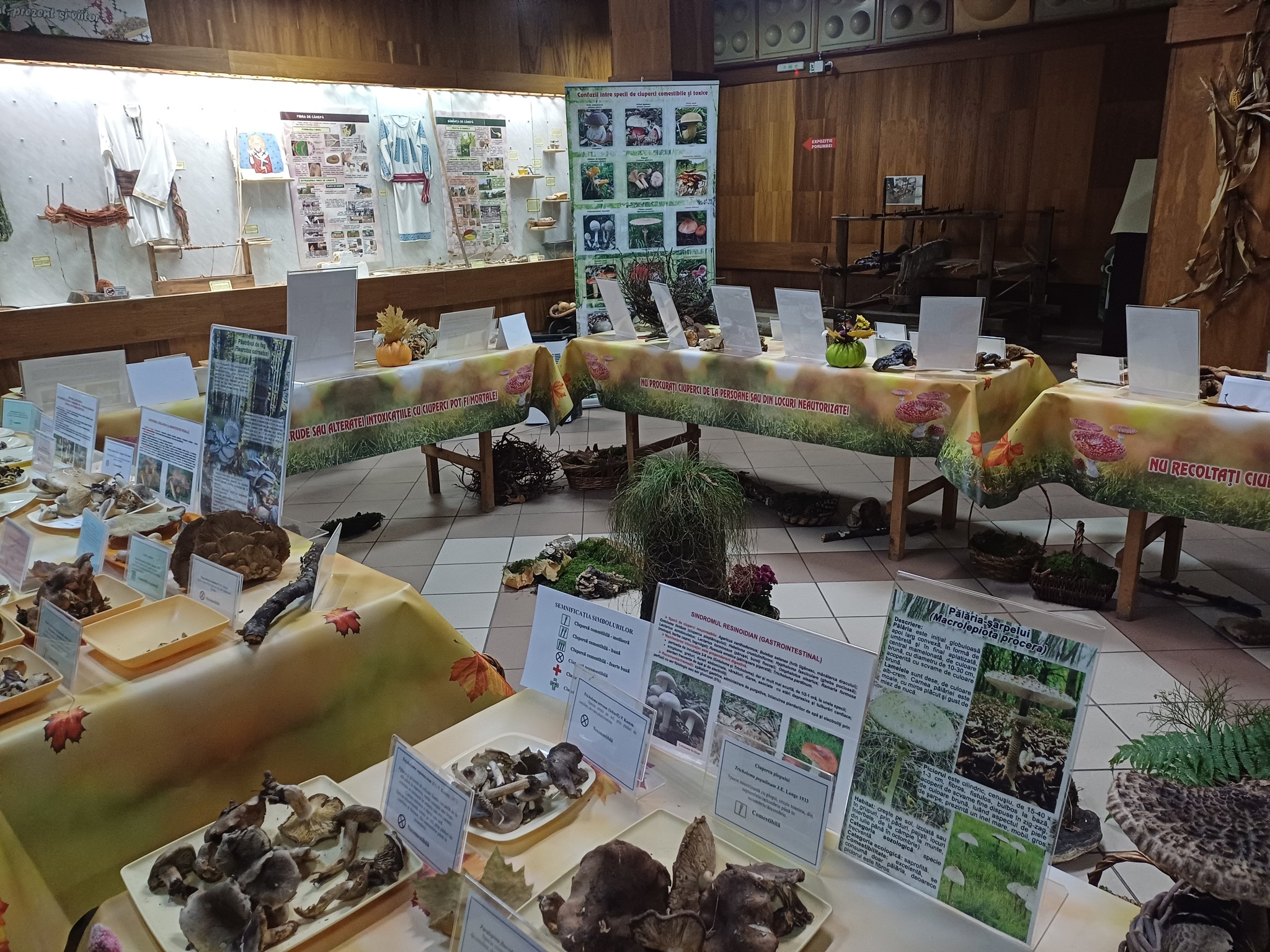 Expoziţia temporară de ciuperci proaspete „LUMEA CIUPERCILOR”, ediţia a XIX-a, Complexul Muzeal de Ştiinţele Naturii „Ion Borcea” Bacău