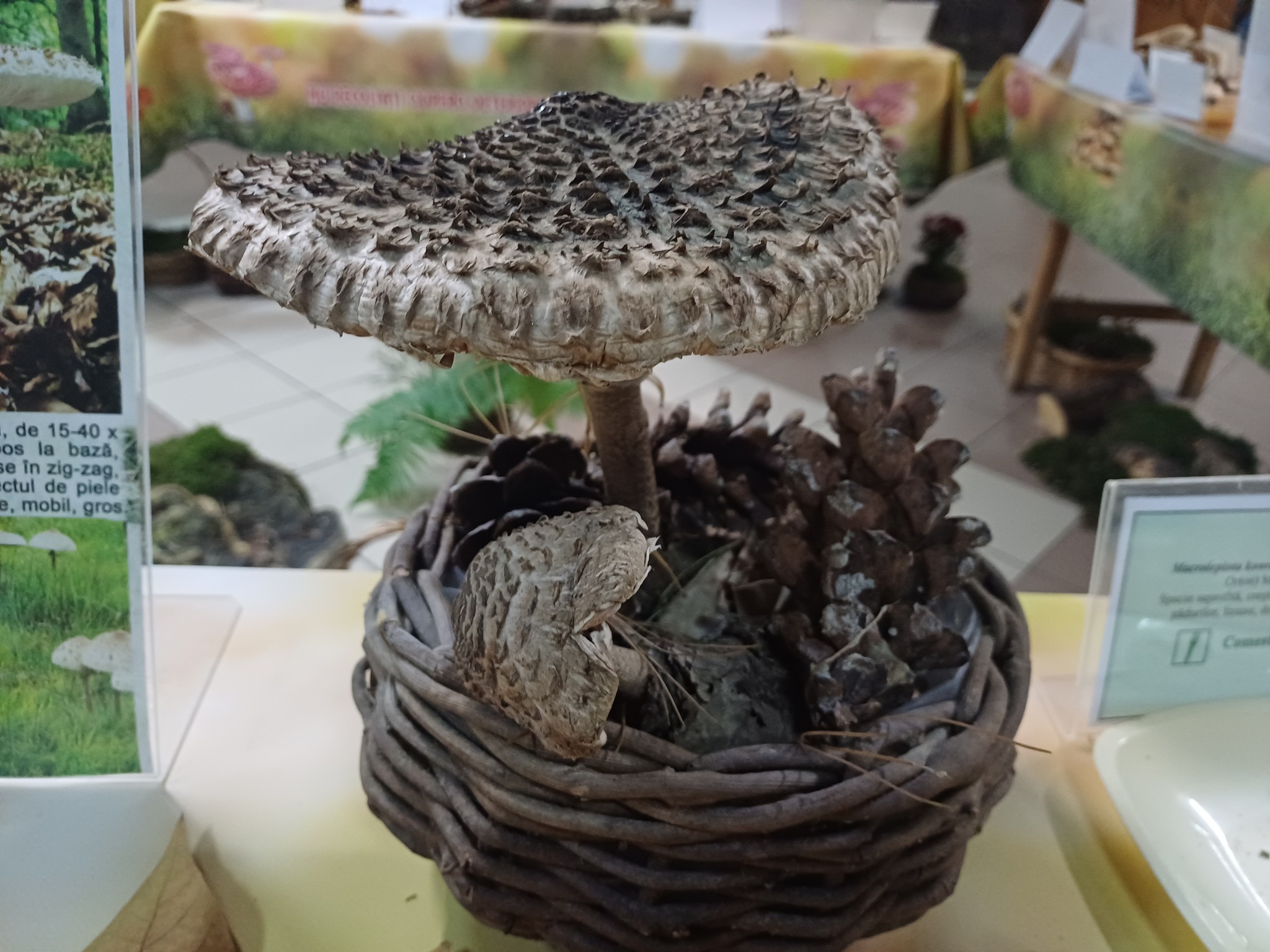 Expoziţia temporară de ciuperci proaspete „LUMEA CIUPERCILOR”, ediţia a XIX-a, Complexul Muzeal de Ştiinţele Naturii „Ion Borcea” Bacău