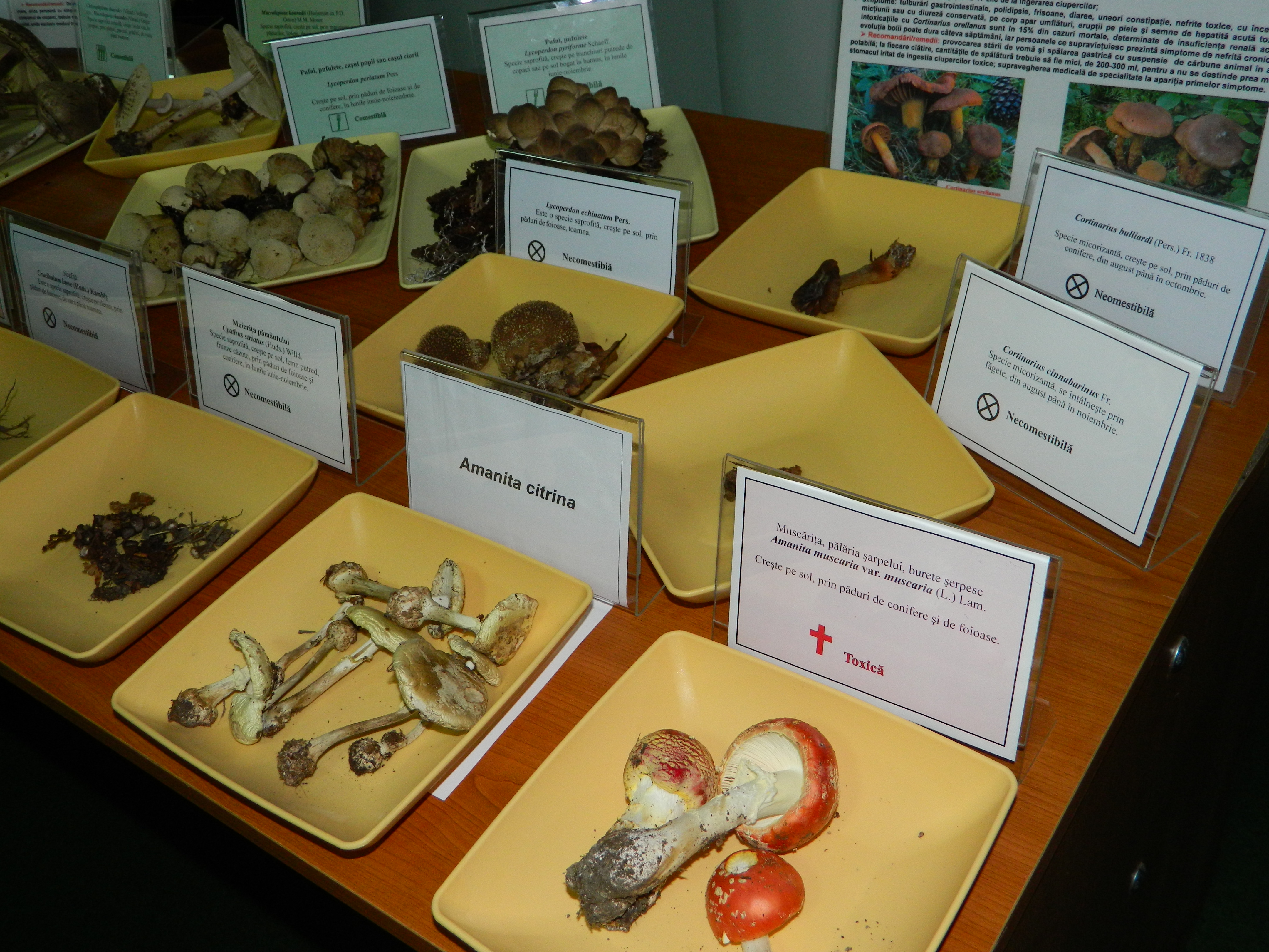 Simpozionul naţional de micologie, Ediţia a XXV-a, 16-17 octombrie 2014, Bacău