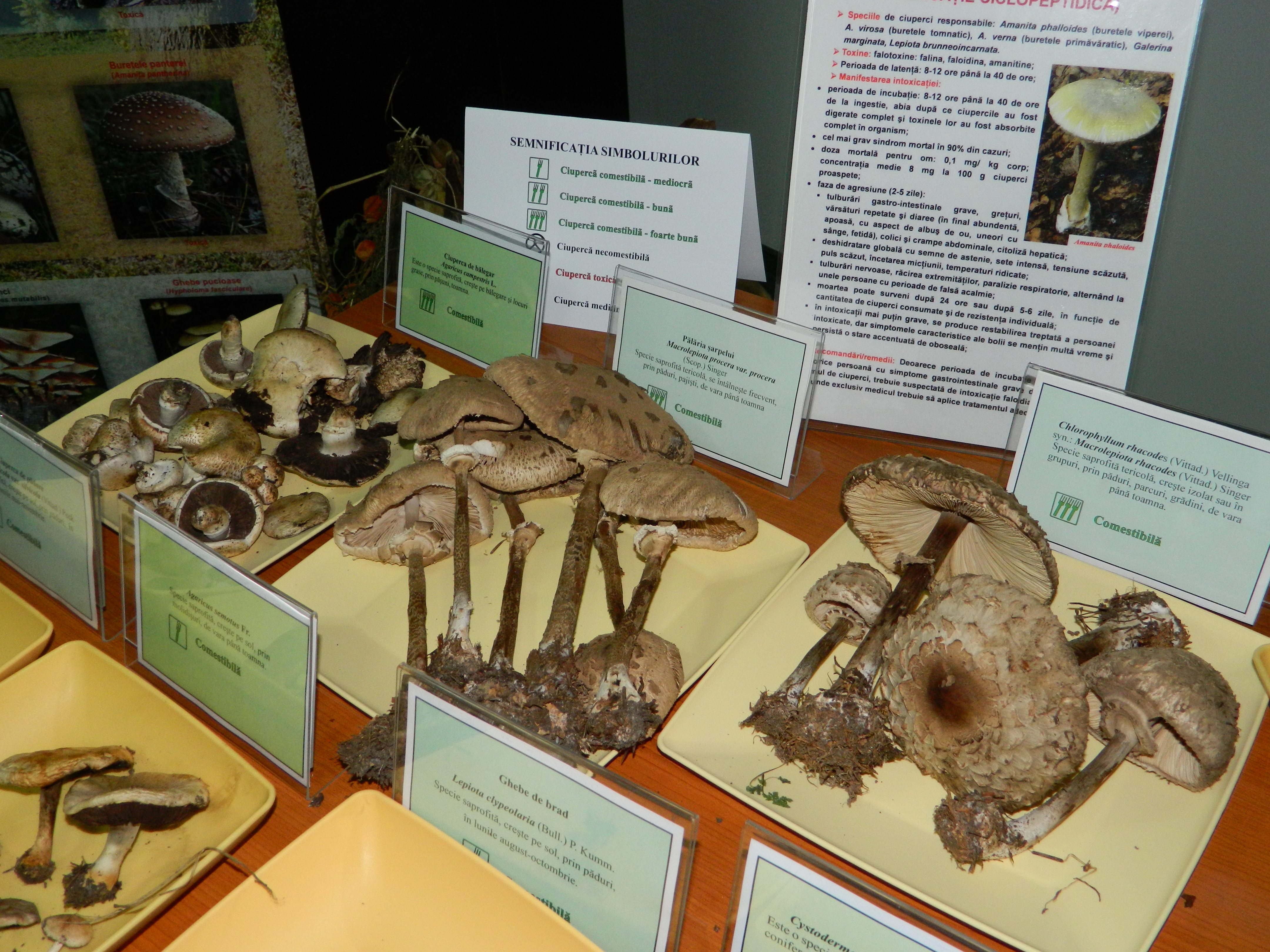 Simpozionul naţional de micologie, Ediţia a XXV-a, 16-17 octombrie 2014, Bacău