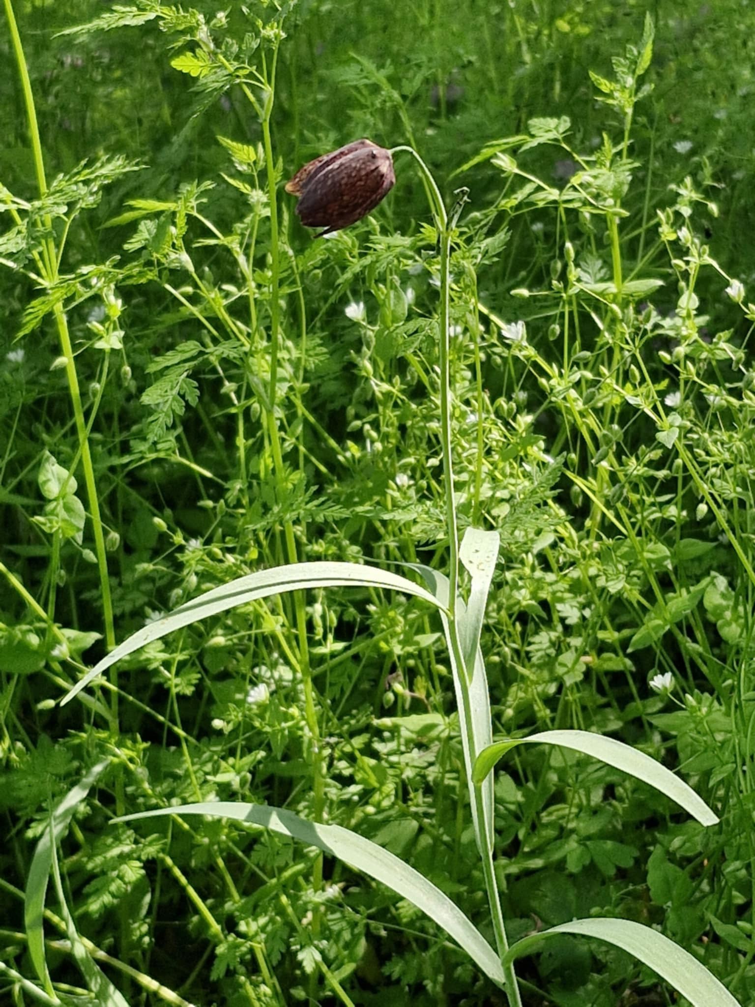 Să marcăm împreună Ziua Pământului!