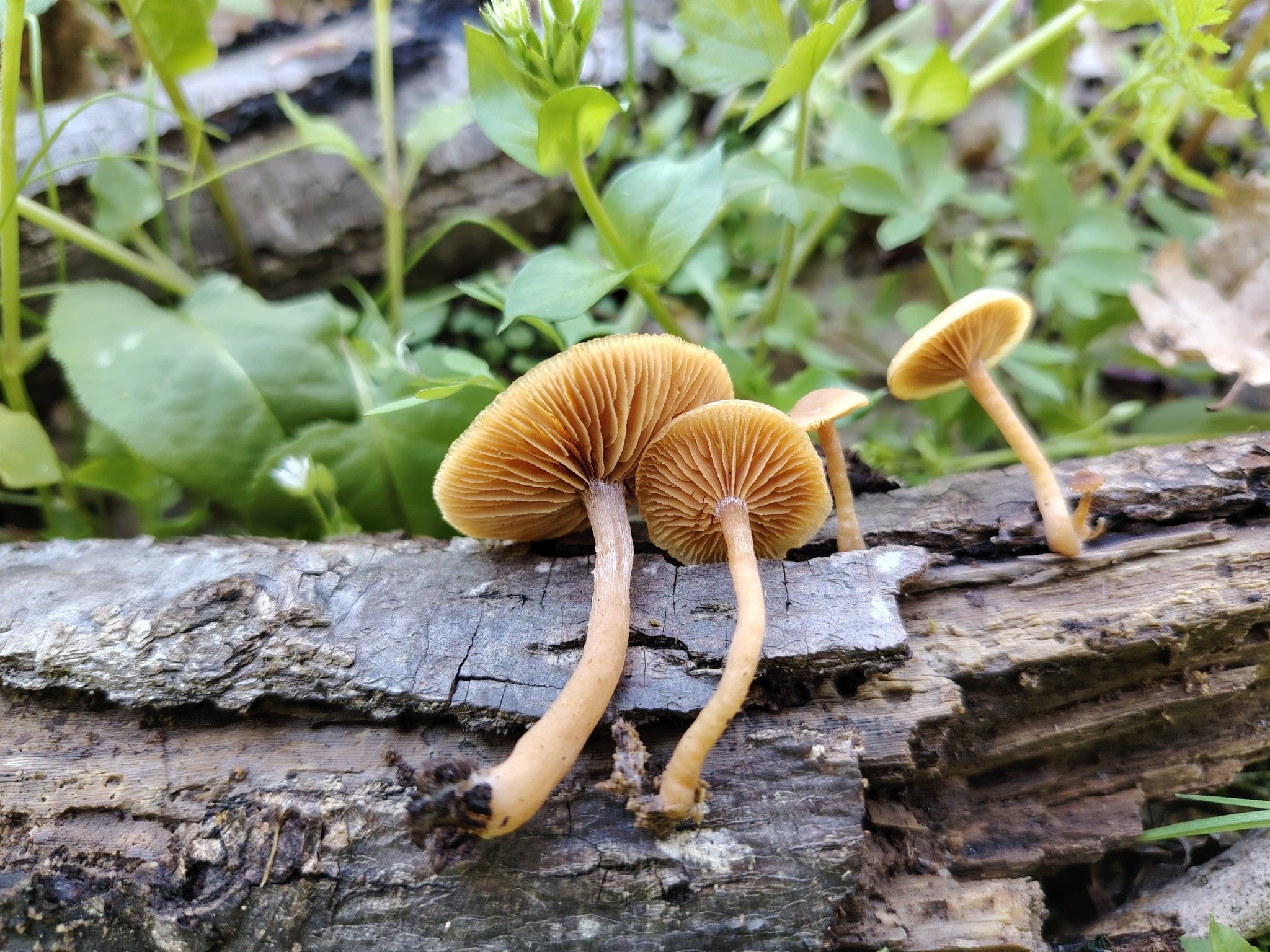 Să marcăm împreună Ziua Pământului!