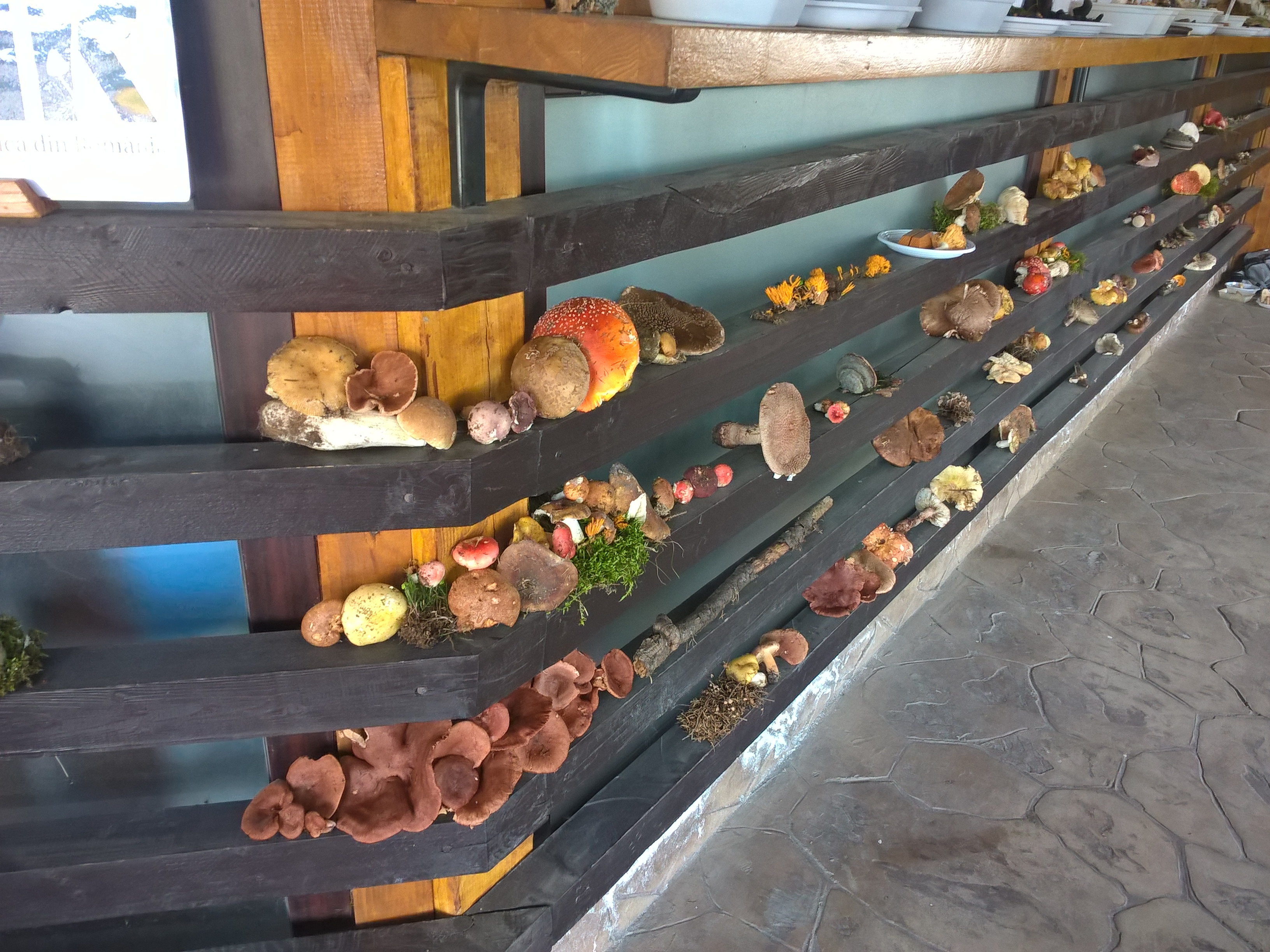 Tabăra micologică, Ediția a II-a, 18-21 august 2016, Rânca - Județul Gorj