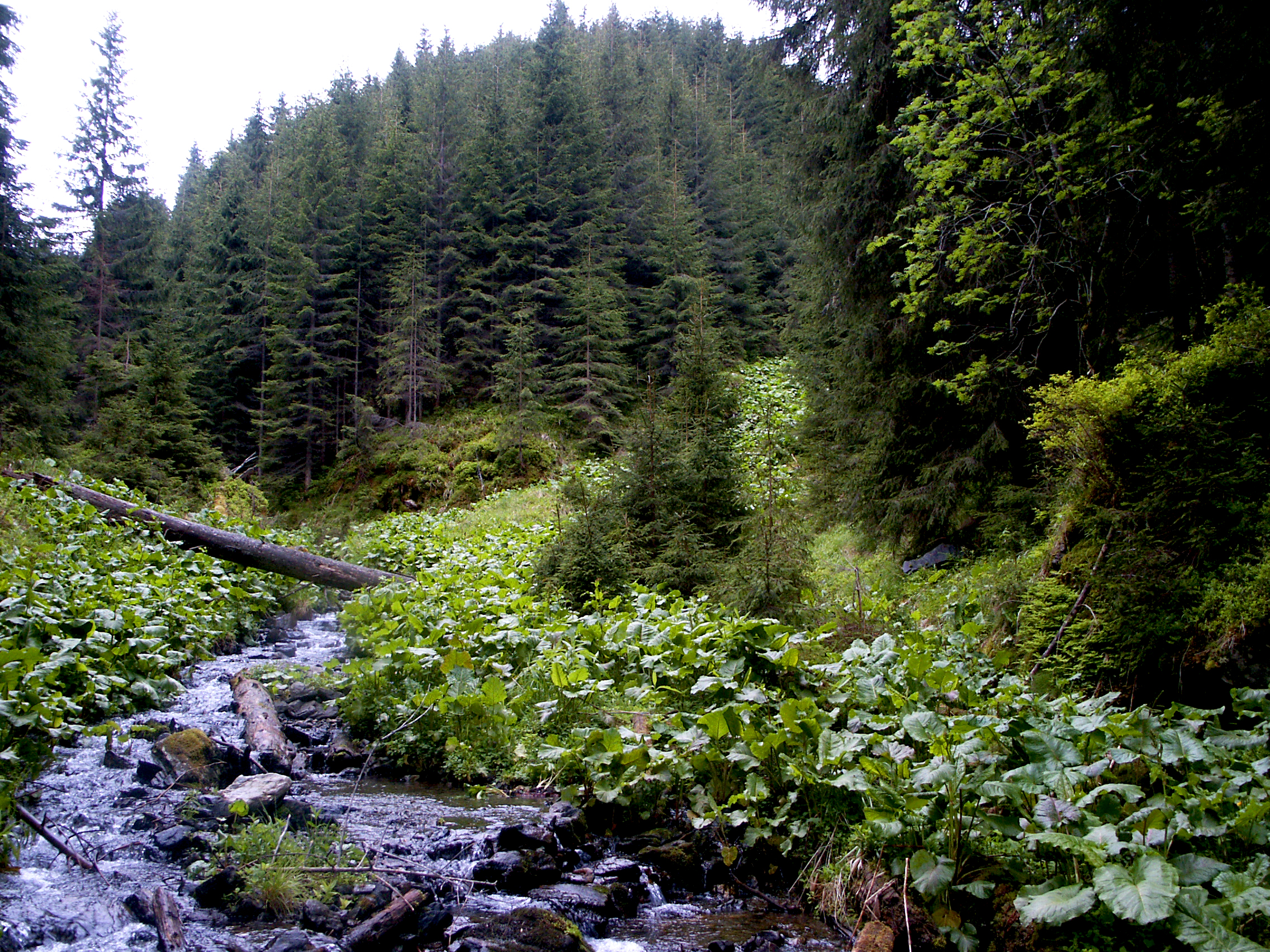 Tabăra micologică, Ediția I, 27-30 august 2015, Fărcașa, Județul Neamț