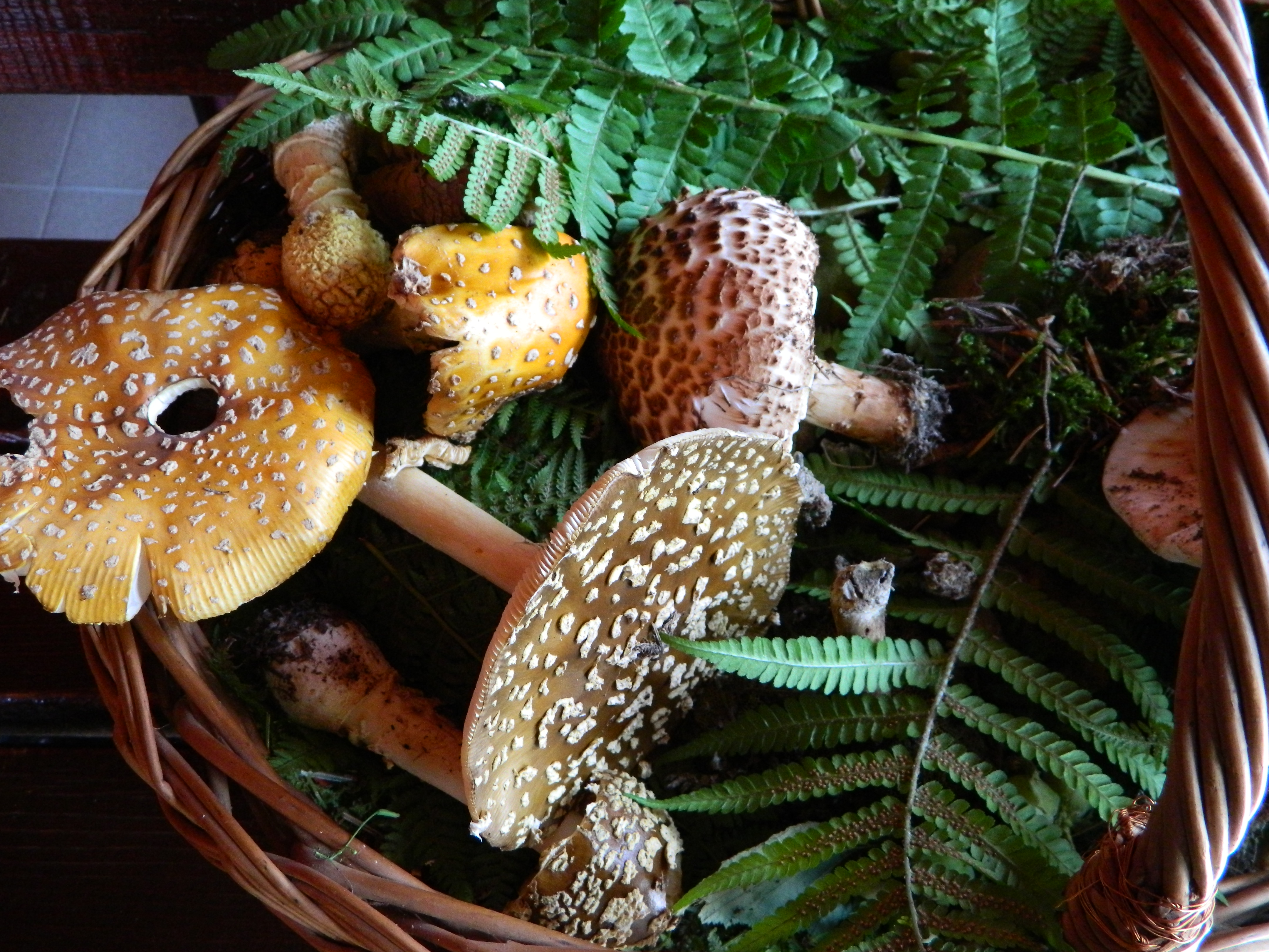 Tabăra micologică, Ediția I, 27-30 august 2015, Fărcașa, Județul Neamț