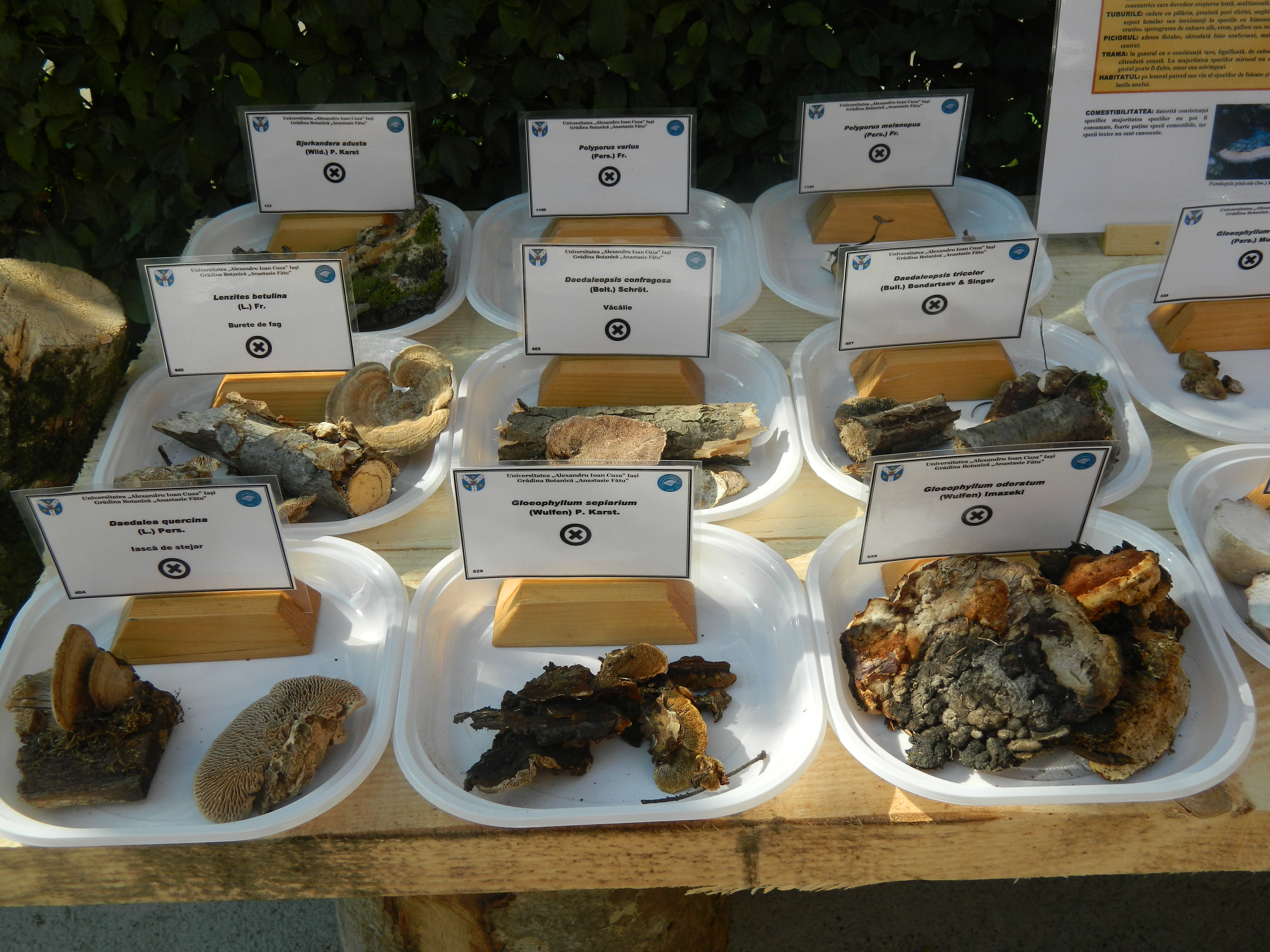 Tabăra micologică, Ediția I, 27-30 august 2015, Fărcașa, Județul Neamț