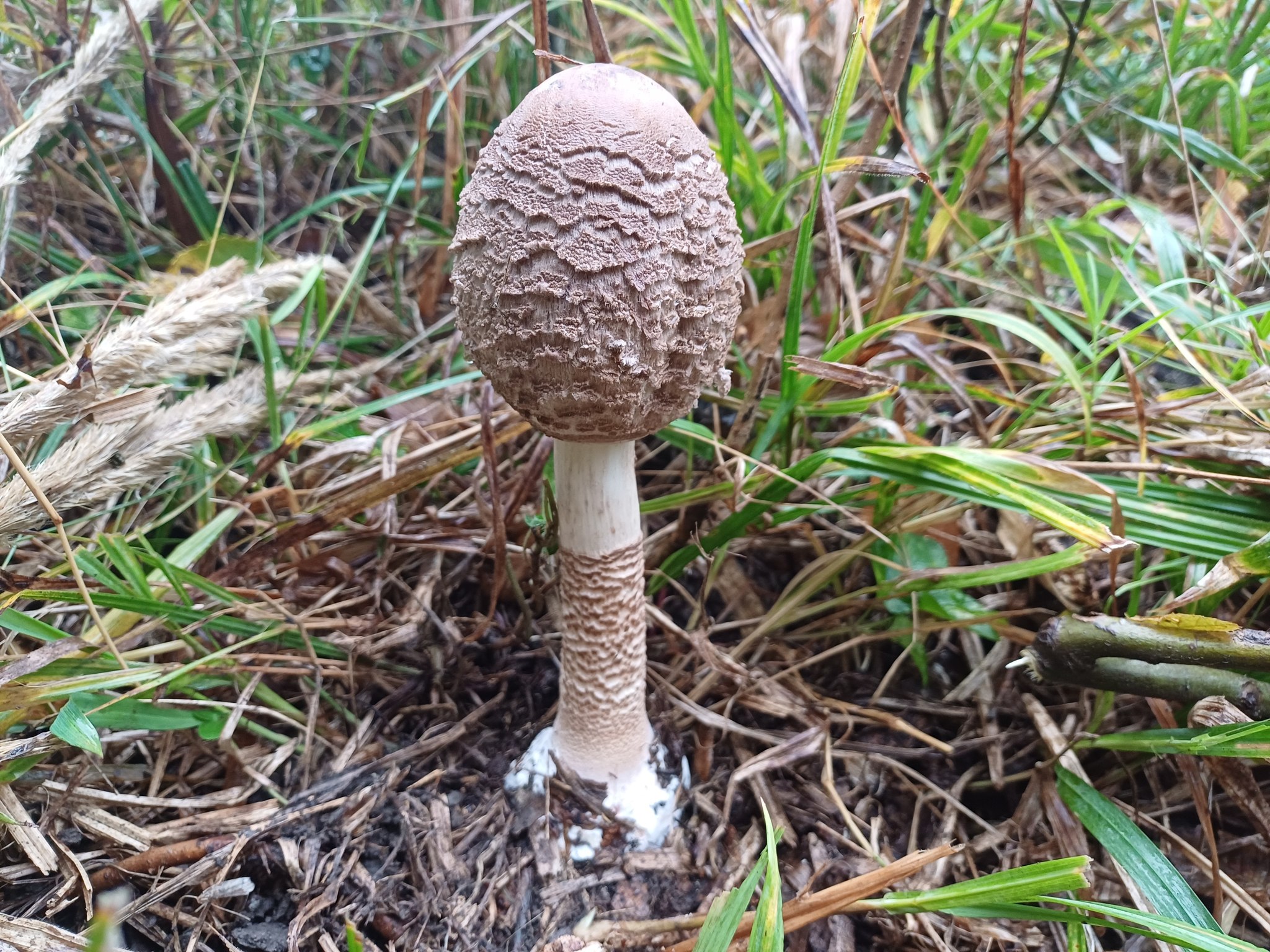 Tabăra Micologică SMR - MicoMonitor, Ediția a IV-a, 3-5 octombrie 2025, Rezervația Codrii - Republica Moldova