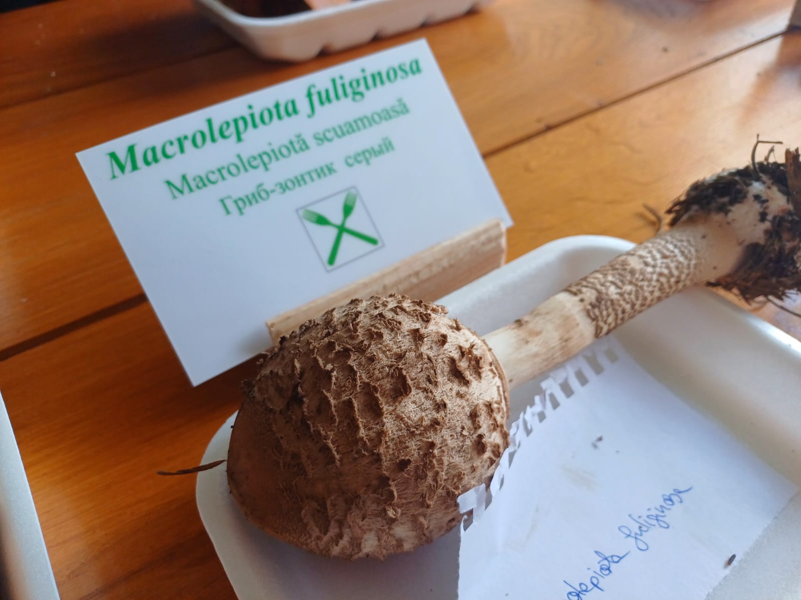 Tabăra Micologică SMR - MicoMonitor, Ediția a IV-a, 3-5 octombrie 2025, Rezervația Codrii - Republica Moldova